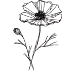 Dessin trait fin coquelicots noir et blanc